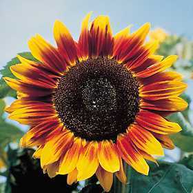 Helianthus annuus 'Magic Roundabout' F1