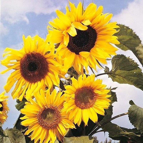 Helianthus annuus 'Russian Giant' / 'Mammoth'