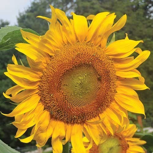 Helianthus annuus 'Russian Giant' / 'Mammoth'