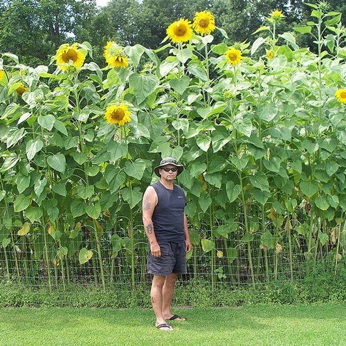 Helianthus annuus 'Russian Giant' / 'Mammoth'