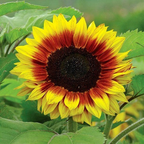 Helianthus annuus 'Solar Power' F1