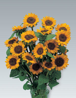Helianthus annuus 'Sonja'