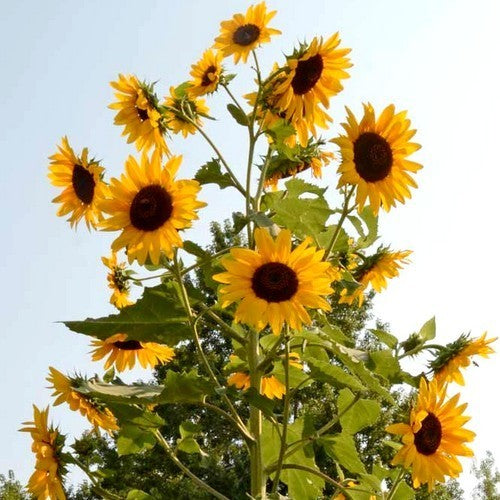 Helianthus annuus 'Henry Wilde'
