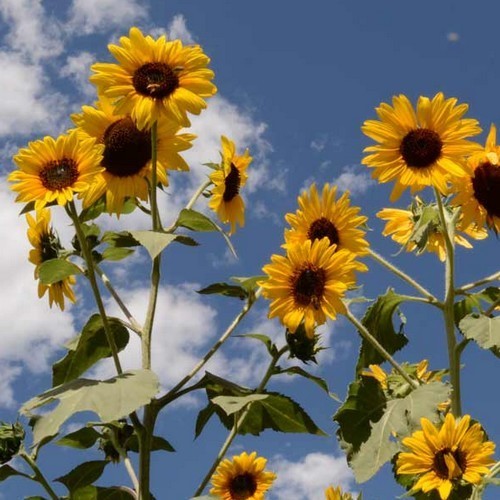 Helianthus annuus 'Henry Wilde'