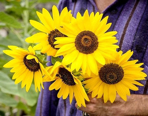Helianthus annuus 'Henry Wilde'