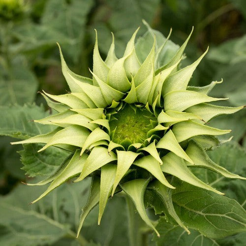 Helianthus annuus 'Sunfill Green' F1