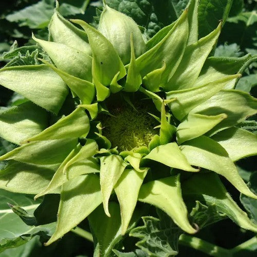 Helianthus annuus 'Sunfill Green' F1