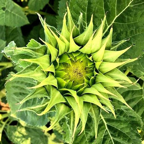 Helianthus annuus 'Sunfill Green' F1