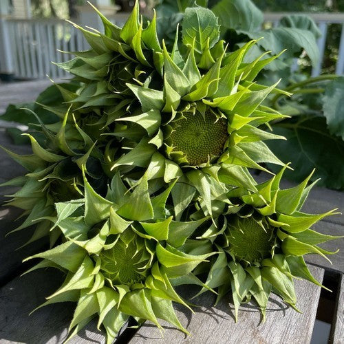 Helianthus annuus 'Sunfill Green' F1
