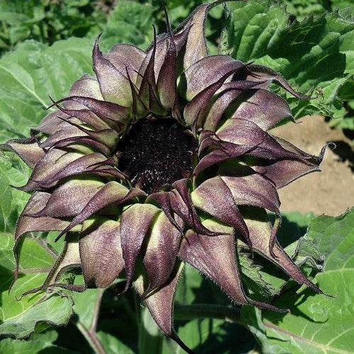 Helianthus annuus 'Sunfill Purple' F1