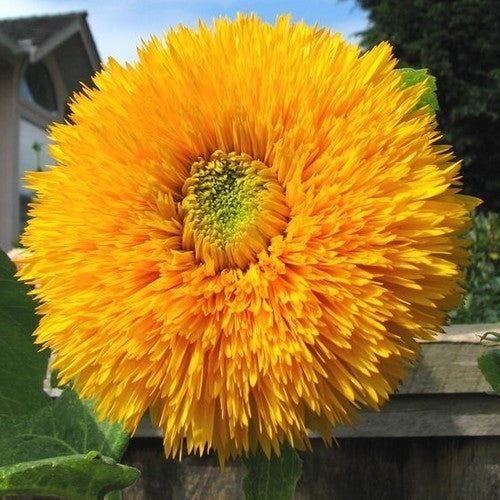 Helianthus annuus 'Sungold' Hoog