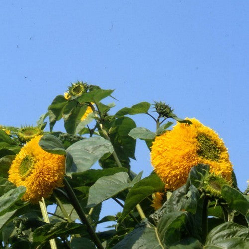 Helianthus annuus 'Sungold' Hoog