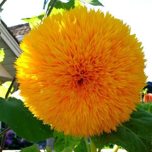 Helianthus annuus 'Sungold' Hoog