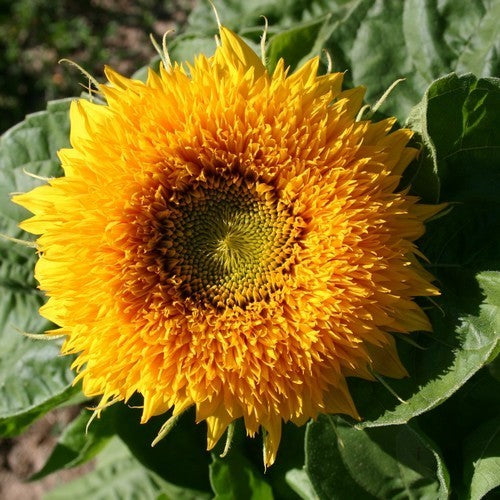 Helianthus annuus flore pleno 'Teddy Bear' / 'Sungold' Laag