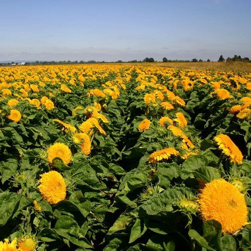 Helianthus annuus flore pleno 'Teddy Bear' / 'Sungold' Laag