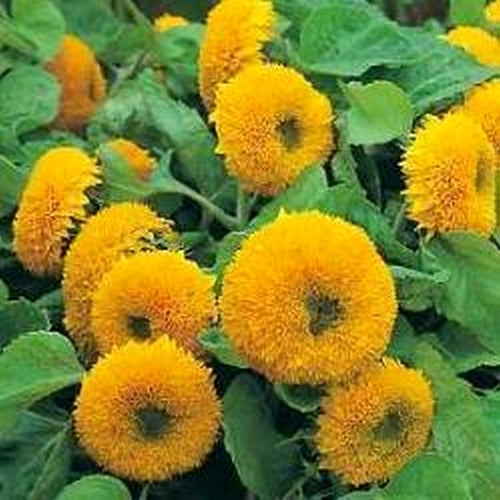 Helianthus annuus flore pleno 'Teddy Bear' / 'Sungold' Laag