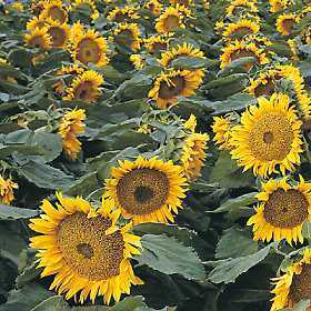 Helianthus annuus 'Sunspot'