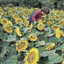 Helianthus annuus 'Sunspot'