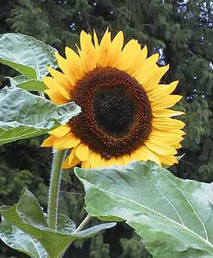 Helianthus annuus 'Taiyo'