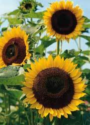 Helianthus annuus 'Taiyo'