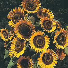 Helianthus annuus 'Taiyo'