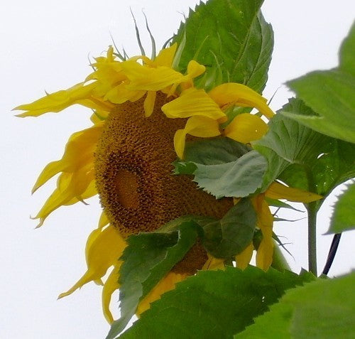 Helianthus annuus 'Titan'