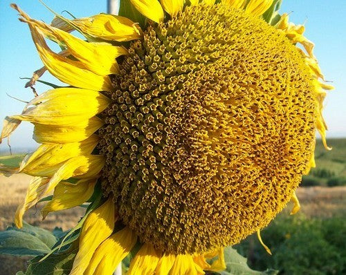 Helianthus annuus 'Titan'