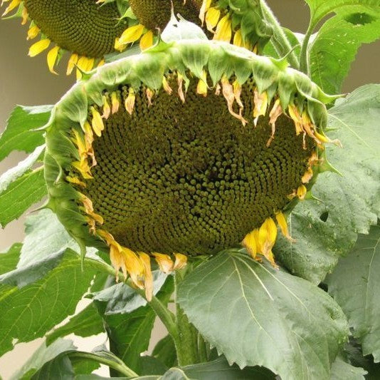 Helianthus annuus 'Titan'