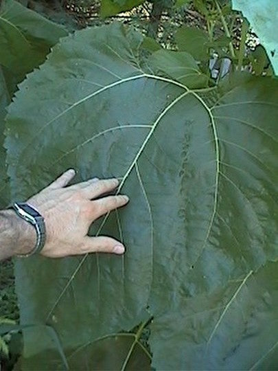 Helianthus annuus 'Titan'