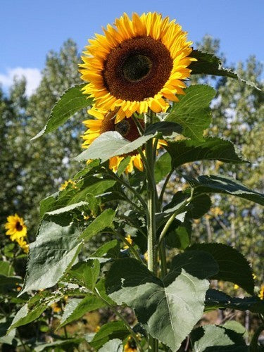 Helianthus annuus 'Titan'