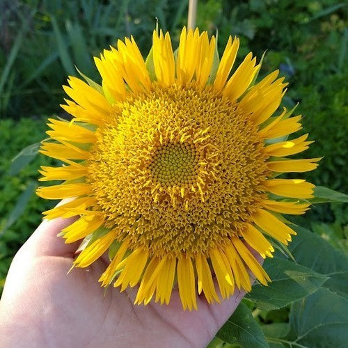 Helianthus annuus 'Tubular Ray'