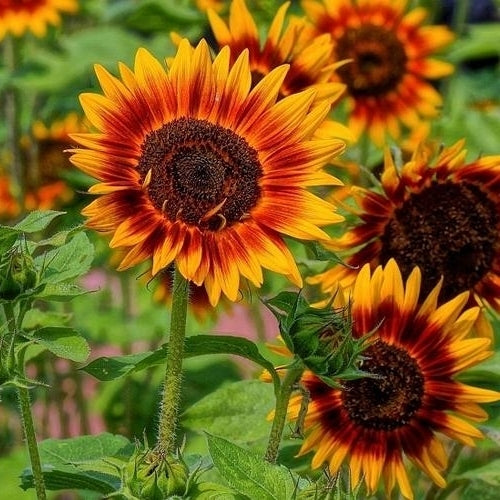 Helianthus annuus 'Twilight Zone'