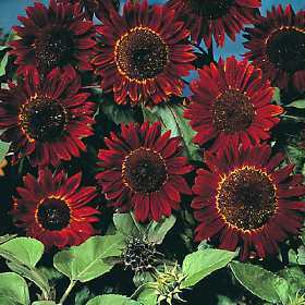 Helianthus annuus 'Velvet Queen' / 'Prado Red' / 'Chocol'