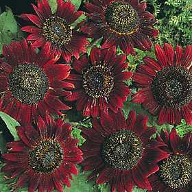 Helianthus annuus 'Velvet Queen' / 'Prado Red' / 'Chocol'