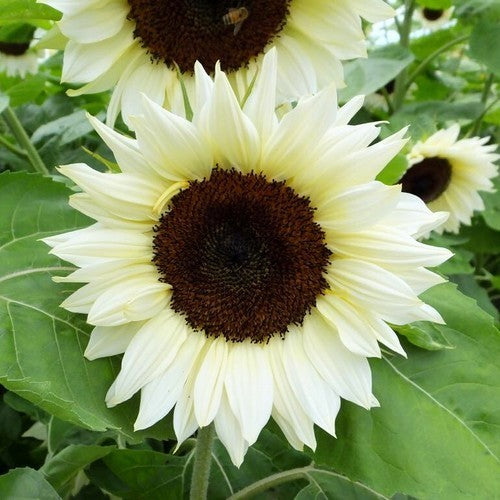 Helianthus annuus 'White Moon' F1
