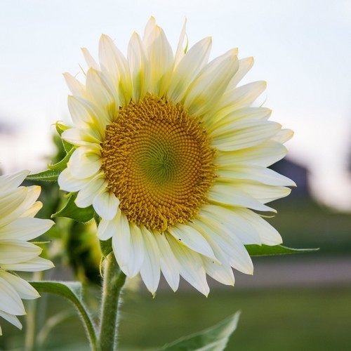 Helianthus annuus 'White Sun' F1