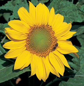 Helianthus annuus 'Zebulon'