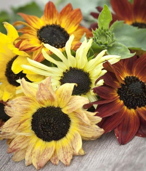 Helianthus debilis ssp. cucumerifolius 'Mix'
