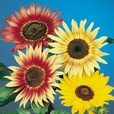 Helianthus debilis ssp. cucumerifolius 'Mix'