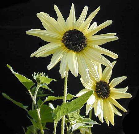 Helianthus debilis ssp. cucumerifolius 'Italian White' / 'Ic'