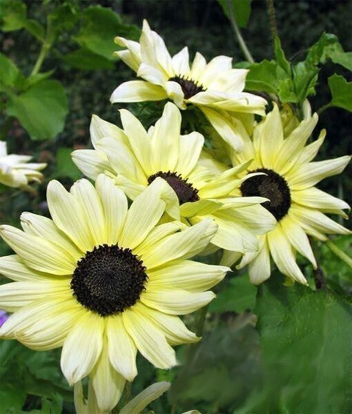 Helianthus debilis ssp. cucumerifolius 'Italian White' / 'Ic'