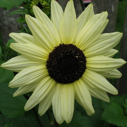 Helianthus debilis ssp. cucumerifolius 'Italian White' / 'Ic'