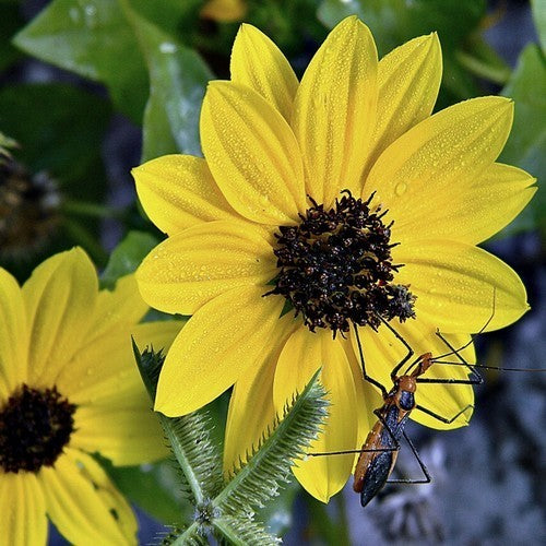 Helianthus debilis ssp. cucumerifolius 'Stella'