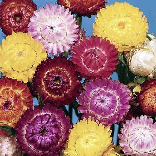 Helichrysum Bracteatum 'Swiss Giant Mix'
