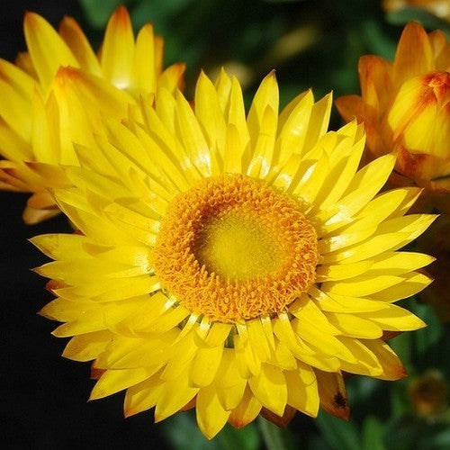 Helichrysum bracteatum 'Swiss Giant Mix'