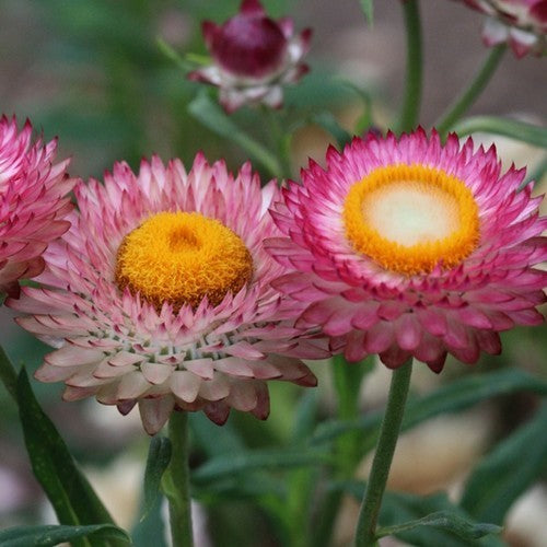 Helichrysum bracteatum 'Swiss Giant Mix'