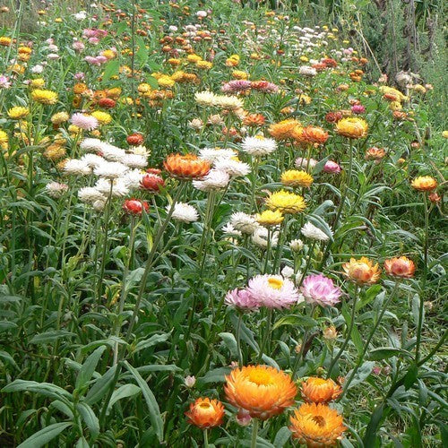Helichrysum bracteatum 'Swiss Giant Mix'