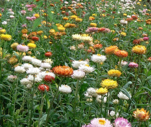 Helichrysum bracteatum 'Swiss Giant Mix'