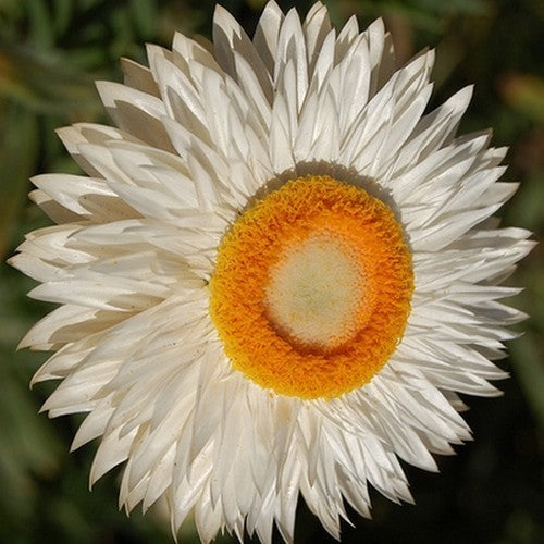 Helichrysum bracteatum 'Swiss Giant Mix'