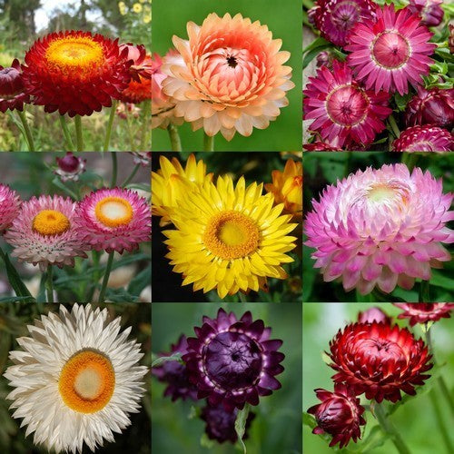 Helichrysum bracteatum 'Swiss Giant Mix'